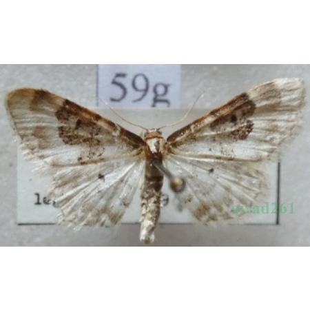Idaea rusticata (Denis & Schiffermüller, 1775) Krocznik wieśniaczek Slovakia59g